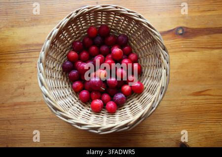 Cherry Plums or Myrobalan Plums, Prunus cerasifera, Rosaceae. UK. Cherry Plums or Myrobalan Plums, Prunus cerasifera, are small, round stone fruits. Stock Photo