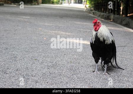 sacred rooster on a gravel path within the grounds of Atsuta Shrine in Nagoya, Aichi, Japan July 2026. Stock Photo