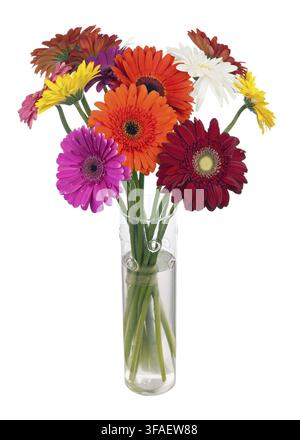 Bouquet from multi colored gerbera flowers in glass vase arrangement centerpiece isolated on white background Stock Photo