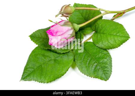 Young unblown rosebud with leaves. Pink rose on a white background. Flower close-up. Stock Photo