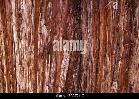 The Texture of the Bark of a Young Coastal Redwood, Sequoia Sempervirens- Background or Backdrop Stock Photo