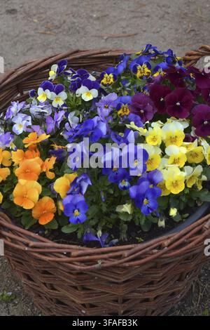 Wicker basket with horned violets Stock Photo