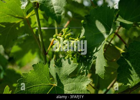 Macro view of small green grape berries formation surrounded by grape leaves. Stock Photo