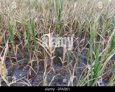 Dry corn stalk leaves in a drought-affected agricultural field. Stock Photo