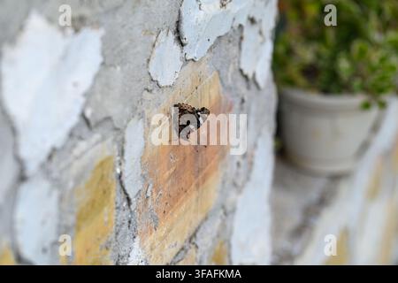 A dark butterfly rests on a weathered wall with peeling plaster and exposed brick, next to a blurred potted plant. Stock Photo