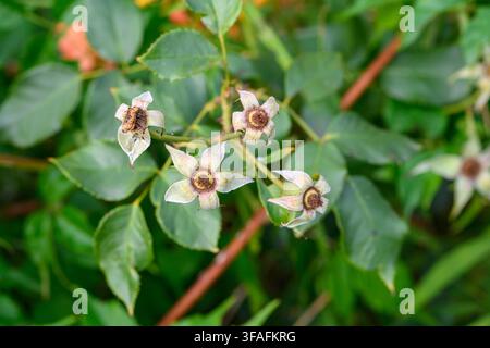 A cluster of wilted white rose flowers with exposed brown seed heads hangs among green leaves on a rose bush branch. Stock Photo