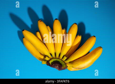 Yellow, ripe mini bananas on a blue background Stock Photo