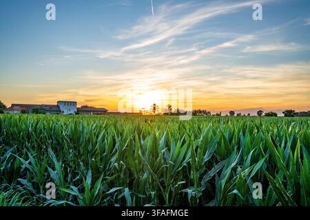 A thick field of green corn stretches across the Lomellina plain under the warm light of sunset. In the background a typical Lombard farmhouse and rur Stock Photo
