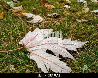 Wet Maple Leaf on Grass with Water Droplets Stock Photo