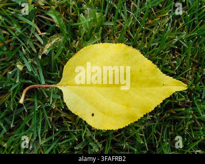Single Yellow Autumn Leaf on Green Grass Stock Photo