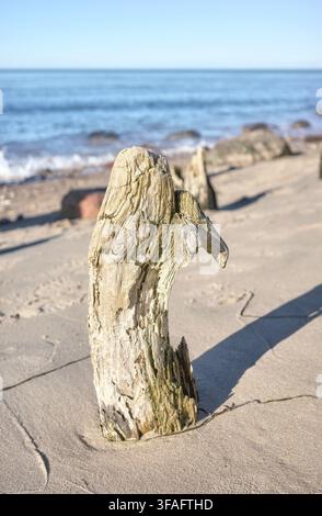 A tree stump on the beach, selective focus. Stock Photo