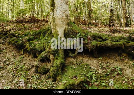 Exposed tree roots covered with green moss on a forest slope in Kopaonik, Serbia. Natural growth, soil erosion, ecology and woodland ecosystem concept Stock Photo