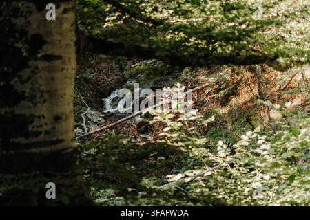 A rocky mountain stream flows through dense green woodland in Kopaonik, Serbia. Fresh water, wilderness, hiking, ecology and peaceful nature travel Stock Photo