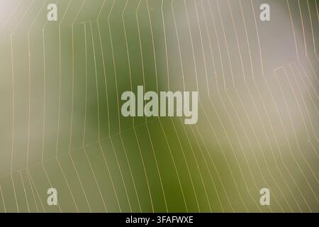 Delicate spider web illuminated by sunlight from behind, with fine strands glowing against a softly blurred green and beige background. Stock Photo