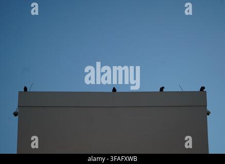 Row of birds perched on top edge of modern building roof in Gdansk Poland with security cameras mounted below, set against minimal twilight sky. Stock Photo