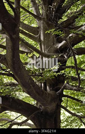 A large beech tree in Nagustel. Isera, Trentino. Stock Photo