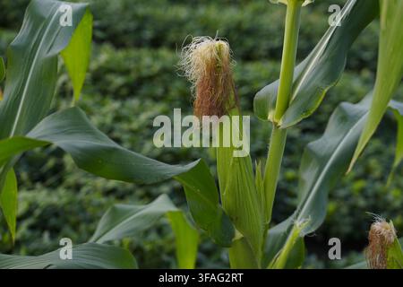 Unripe green corn cob with reddish corn silk hanging on stalk among lush green corn leaves in agricultural farmland. Stock Photo