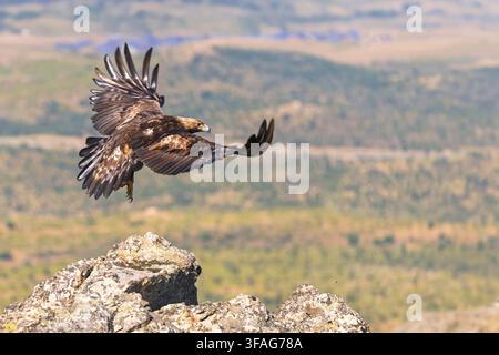 golden eagle (Aquila chrysaetos), in flight over a rock, Spain, Extremadura, Salorino Stock Photo