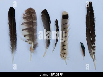 Collection of various wild bird feathers arranged in a row on white paper with soft natural shadows, birdwatching studio shot. Stock Photo