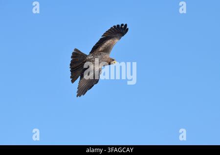 Yellow-billed Kite - Milvus aegyptius Stock Photo
