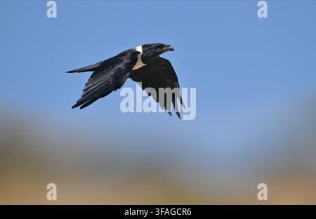Pied Crow - Corvus albus Stock Photo