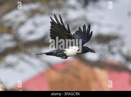 Pied Crow - Corvus albus Stock Photo