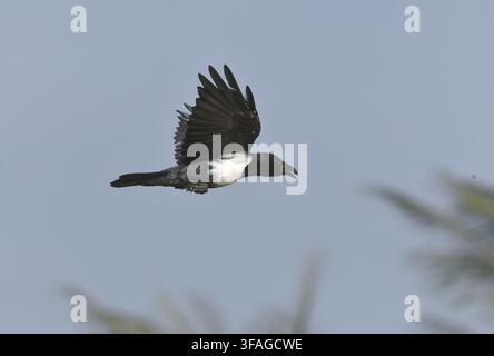 Pied Crow - Corvus albus Stock Photo