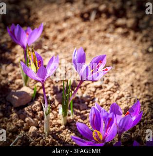Purple crocus flowers bloom in early spring on dry soil. Petals glow with vibrant violet hues, contrasting with earthy brown ground. Yellow stamens ad Stock Photo