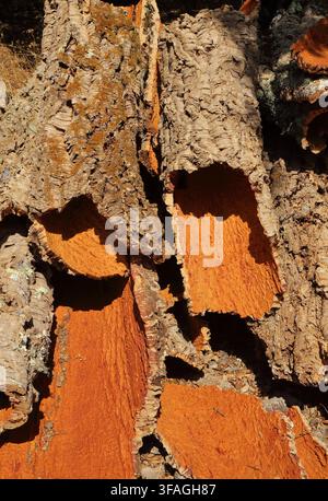 Close-up of newly harvested cork oak bark drying in the Algarve sunshine. Quercus suber. Monchique, Algarve, Portugal. Stock Photo