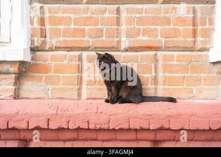 Black cat sitting, in brick wall, with cat, brick wall, from a frontal perspective, with black, brown accents, and calm mood, showing nearby objects a Stock Photo