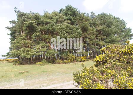 A dense copse of mature Scots pine trees standing on a grassy hill within the Old Lodge Nature Reserve in Ashdown Forest, East Sussex, UK. Stock Photo