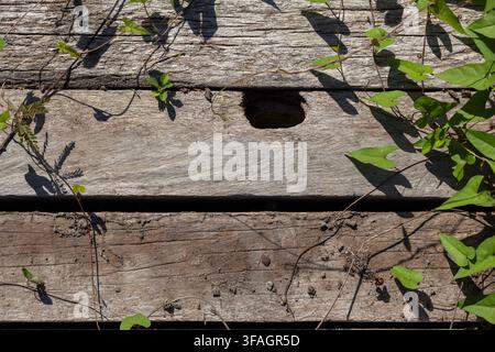 Rustic weathered wooden planks with green vines and leafy tendrils all over and a patch of light Stock Photo