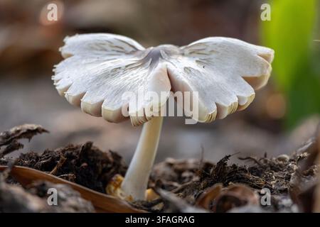 Low view of white mushroom with patches of green and orange light in the background and a patch of sunlight in the bottom against brown dead leaves on Stock Photo