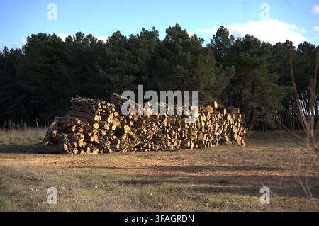 Stacked firewood pile in open field. Background shows dense pine forest. Warm sunlight highlights wood texture. Clear blue sky with scattered clouds. Stock Photo