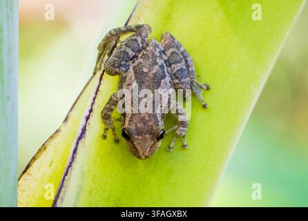 Close-up of a tree frog in a natural habitat on a vibrant green banana tree Stock Photo