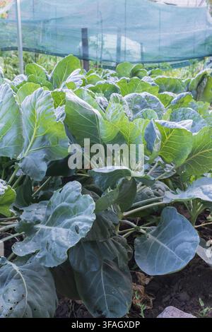 Close view of Brussels sprouts plants growing in cultivated soil, with broad green foliage marked by holes from feeding insects. Stock Photo