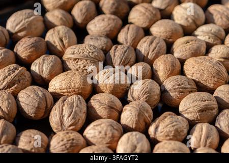 A closeup shows many whole walnuts in shells spread closely together under warm sunlight. Stock Photo