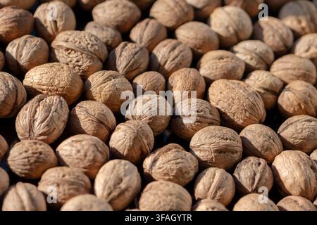 A closeup view shows many whole walnuts in shells under warm sunlight. Stock Photo