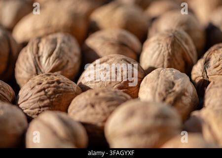 A closeup shows whole walnuts with textured shells under warm sunlight. Stock Photo