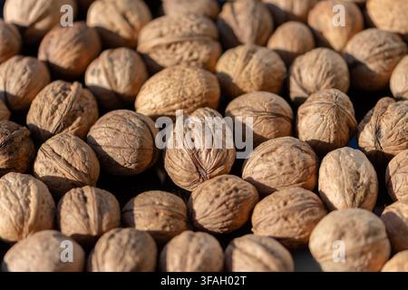 A closeup shows many whole walnuts with textured shells lit by warm sunlight. Stock Photo