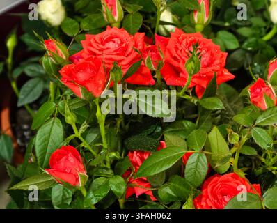 Indoor roses Kordana with bright red flowers and beautiful water droplets on the petals and green leaves. Stock Photo
