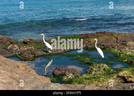 Two white herons resting on green algae-covered rocks surrounding a reflective pool of water near the sea. Stock Photo