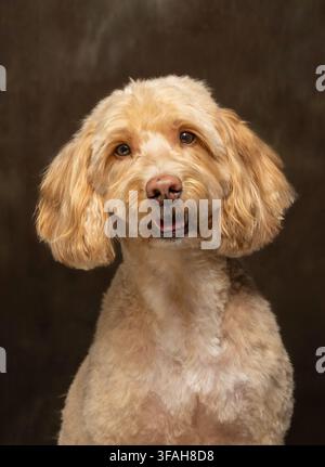 Freshly groomed cream-coloured pet Cockapoo dog sitting and looking at the camera in a studio portrait taken against a dark brown background. Stock Photo