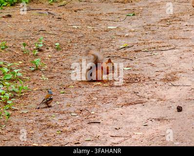 red squirrel eats nuts, a chaffinch next to it, waiting its turn on a summer day. Pavlovsky Park near St. Petersburg. Stock Photo