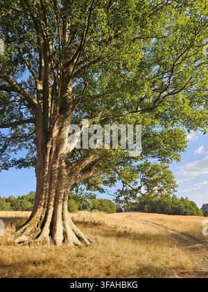 Low-angle view of a mature Sycamore tree (Acer pseudoplatanus) with a thick, textured trunk and spreading leafy canopy, standing in a sunny parkland s Stock Photo