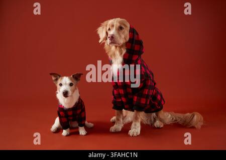 A Nova Scotia Duck Tolling Retriever dog and Chihuahua dog sit together in plaid shirts. Red background and matching outfits create festive commercial Stock Photo