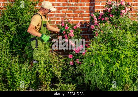 A gardener works on pink roses growing near a brick wall. The person is wearing a cap and gloves while trimming the plants. The sun shines brightly, a Stock Photo