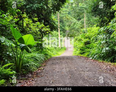View of dirt road in the jungle of Danum Valley Lahad Datu Sabah Borneo Malaysia Stock Photo