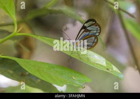 Greta oto or transparent butterfly on leaf in the RPPN Feliciano Miguel Abdala - rare species that has transparent wings Stock Photo