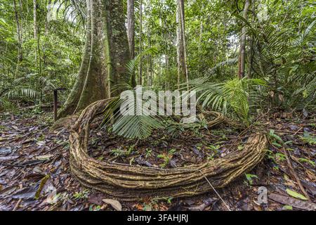 Regenerated forest in sustainable forest management area explored 23 years ago Stock Photo